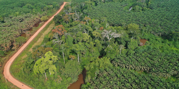 la-politique-environnementale-de-la-sogb-un-engagement-pour-la-preservation-des-ecosystemes