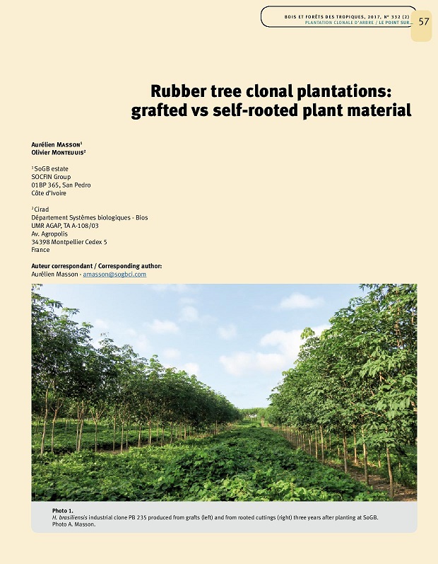 Plantations clonales Hévéa - matériel greffé vs multiplication sur propres racines