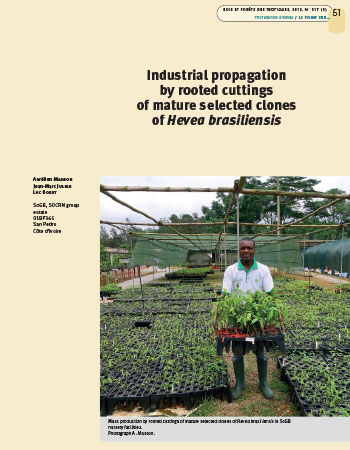 Industrial propagation by rooted cuttings of mature selected clones of Hevea brasiliensis