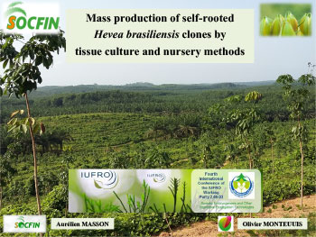Mass production self-rooted Hevea brasiliensis clones by tissue culture and nursery methods